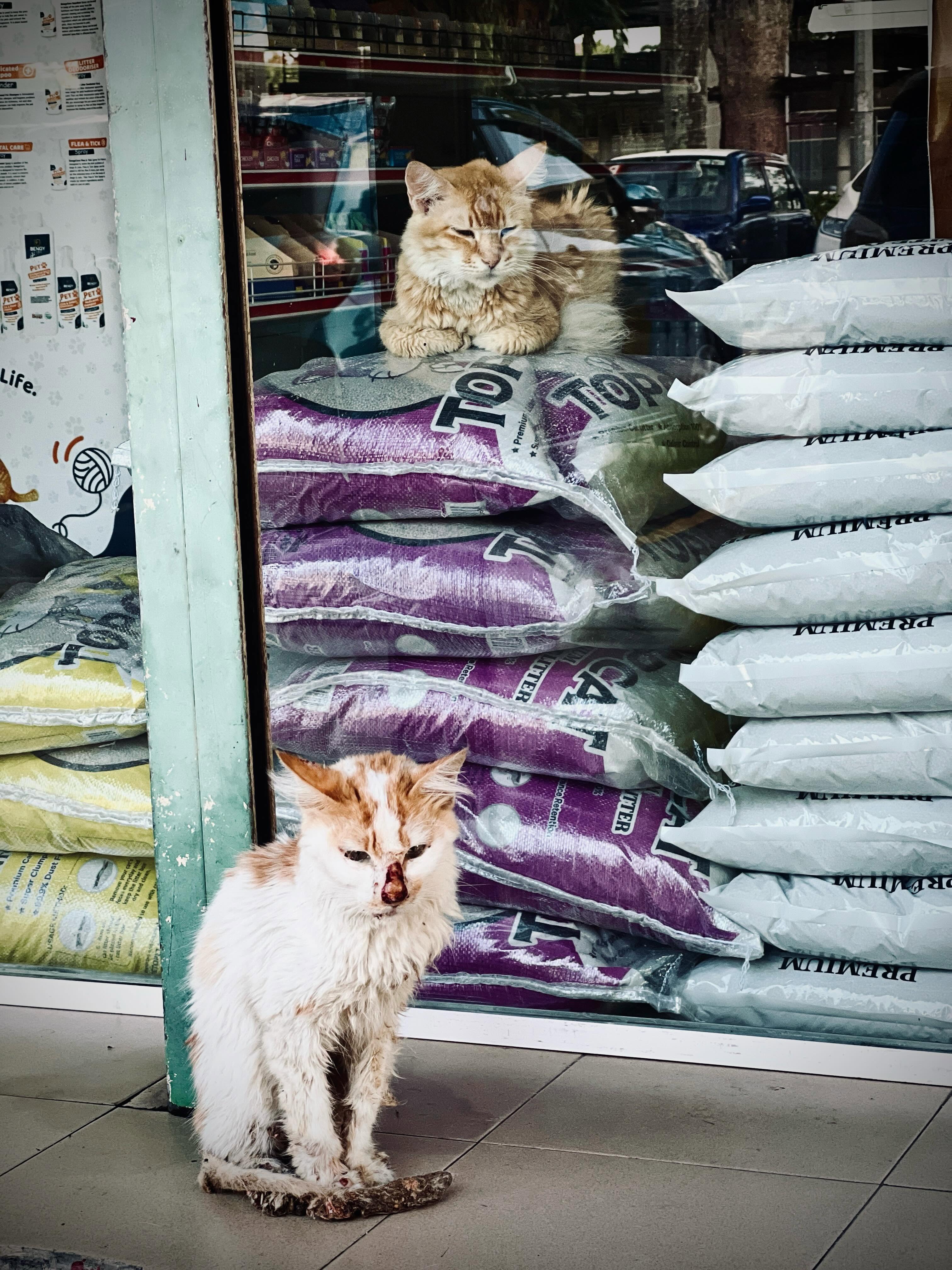 Two cats separated by a pet shop glass, one inside and one outside